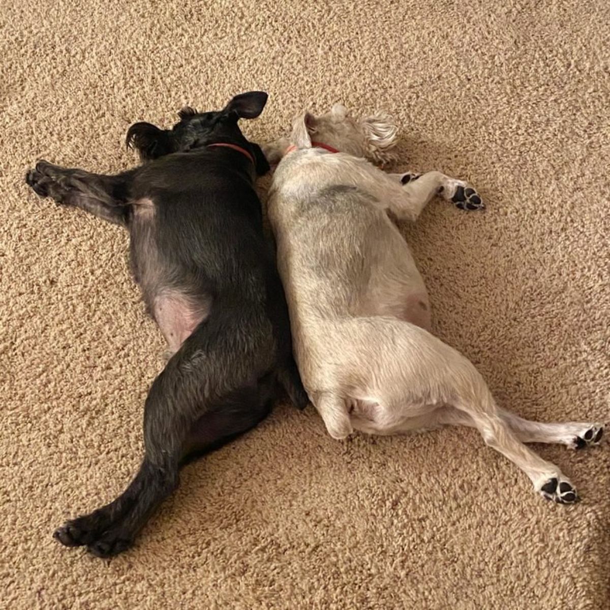 black dog and white dog laying sideways and back to back on beige carpet