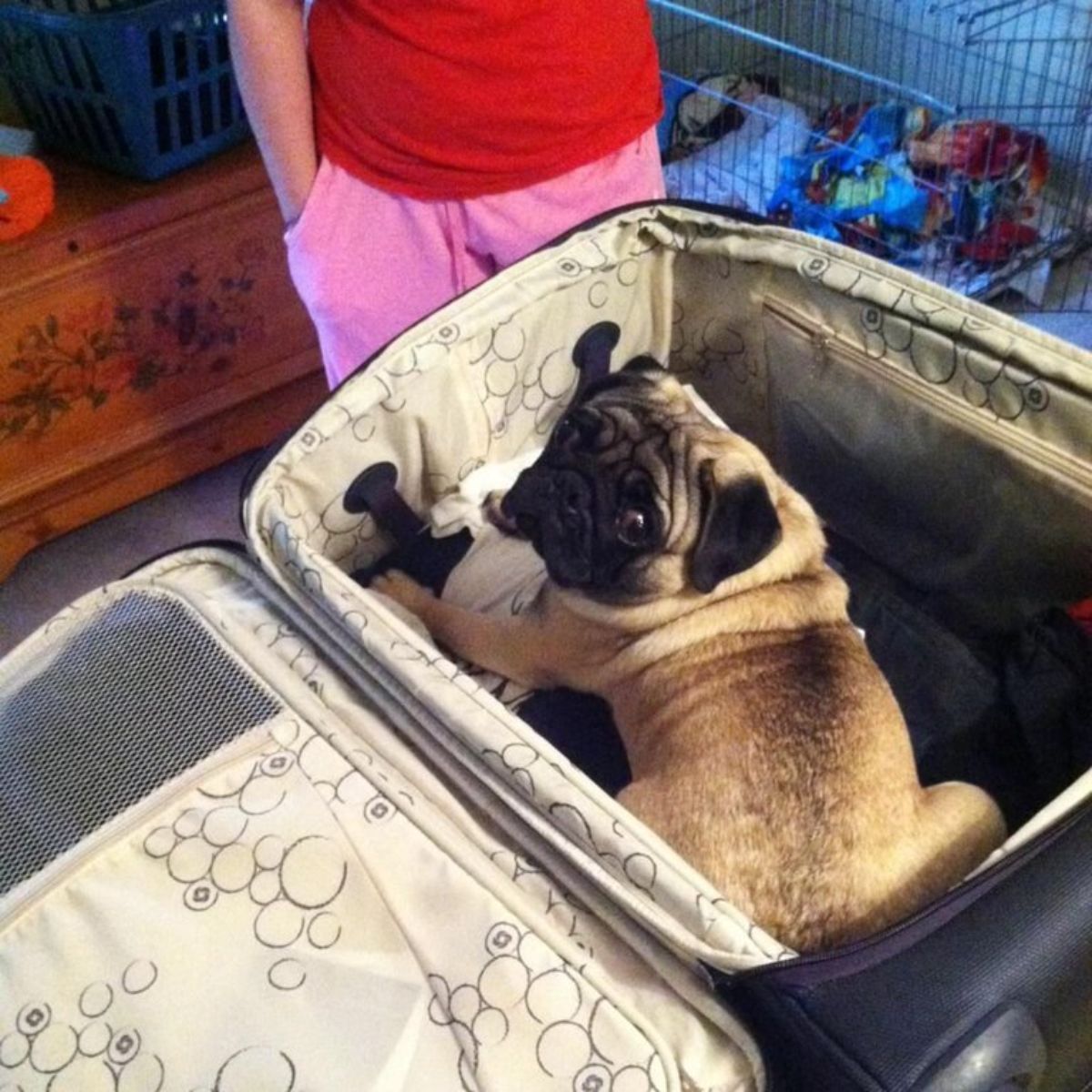 brown pug inside a brown suitcase with someone in pink pants standing in front of the dog