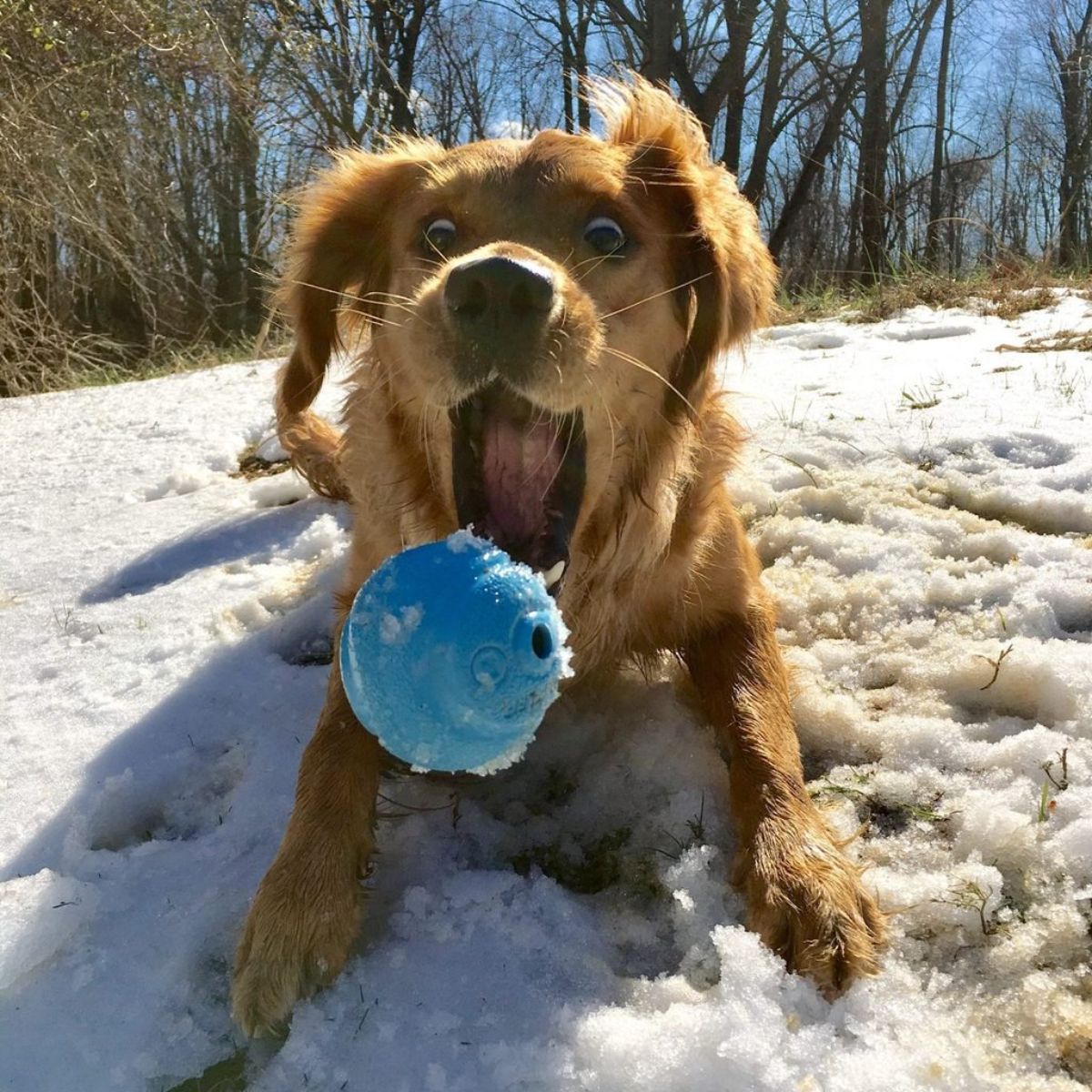 fluffy brown dog laying on snow with mouth open trying to catch a flying blue ball