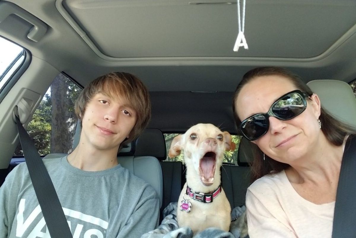 white dog with the mouth wide open between a woman and a boy inside a car
