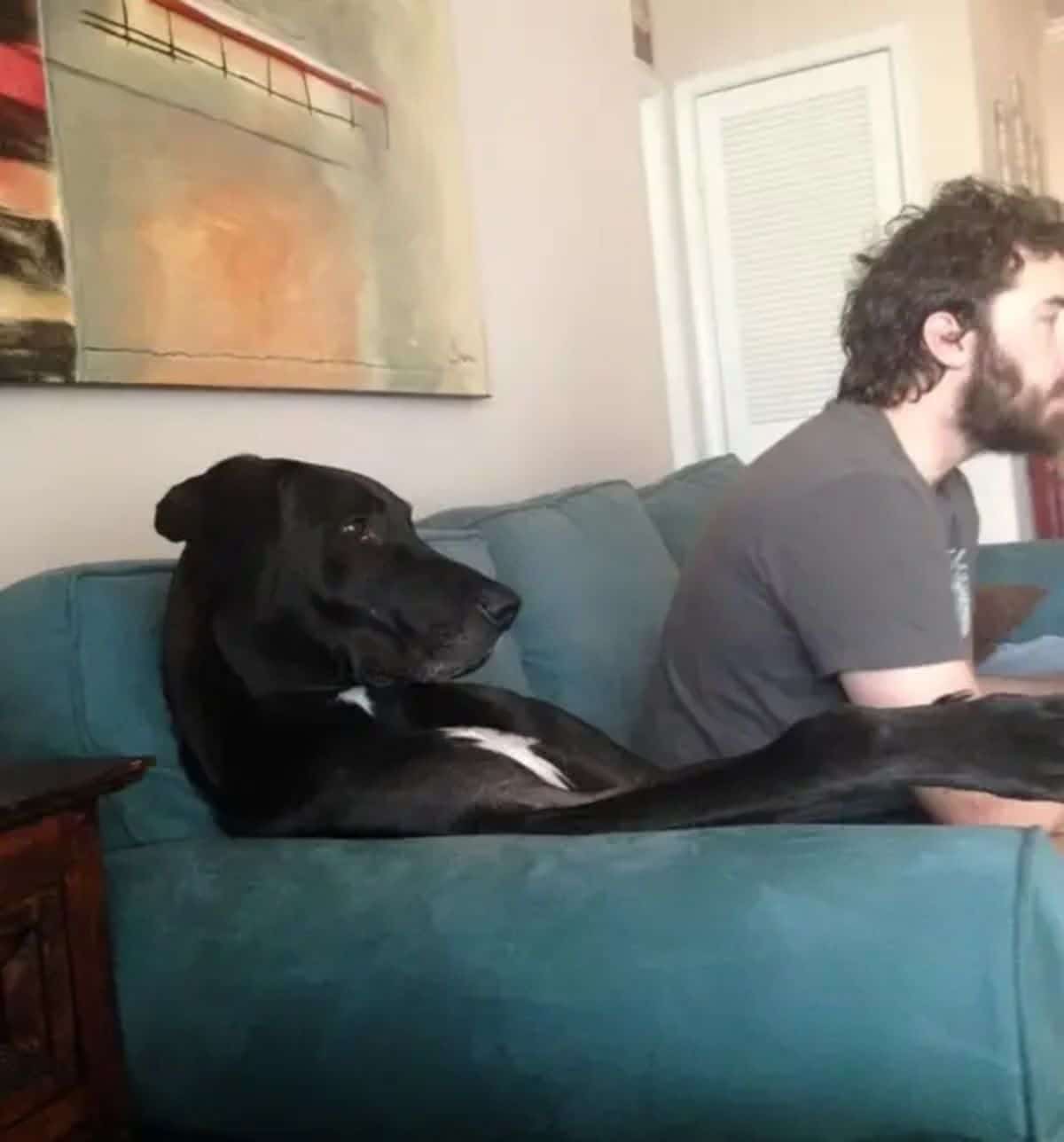 black and white dog sitting on a green sofa leaning against the arm rest next to a man
