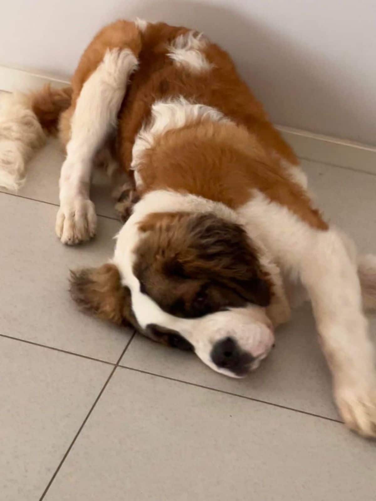 brown and white st bernard sleeping sideways on white tiled floor with the back leg on top placed behind the back