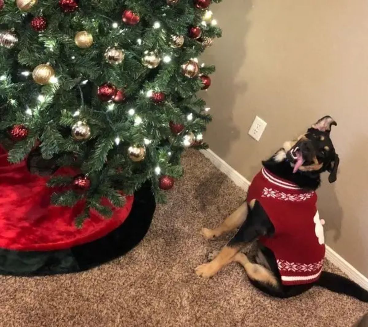 black and brown dog in a red and white christmas sweater sitting in front of a decorated christmas tree