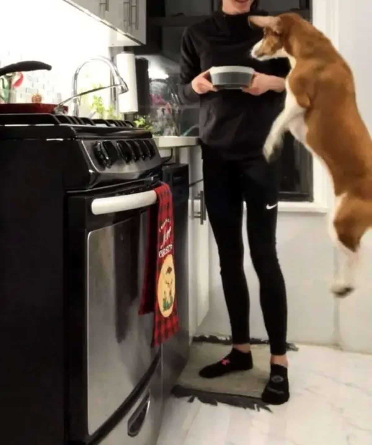brown and white dog leaping up to reach a black and white dog bowl held by someone in a kitchen by a stove