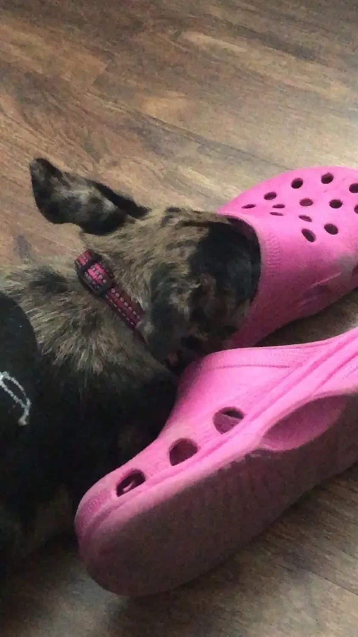 brown and black dog laying on the floor with the nose inside a pink croc shoe next to another pink croc
