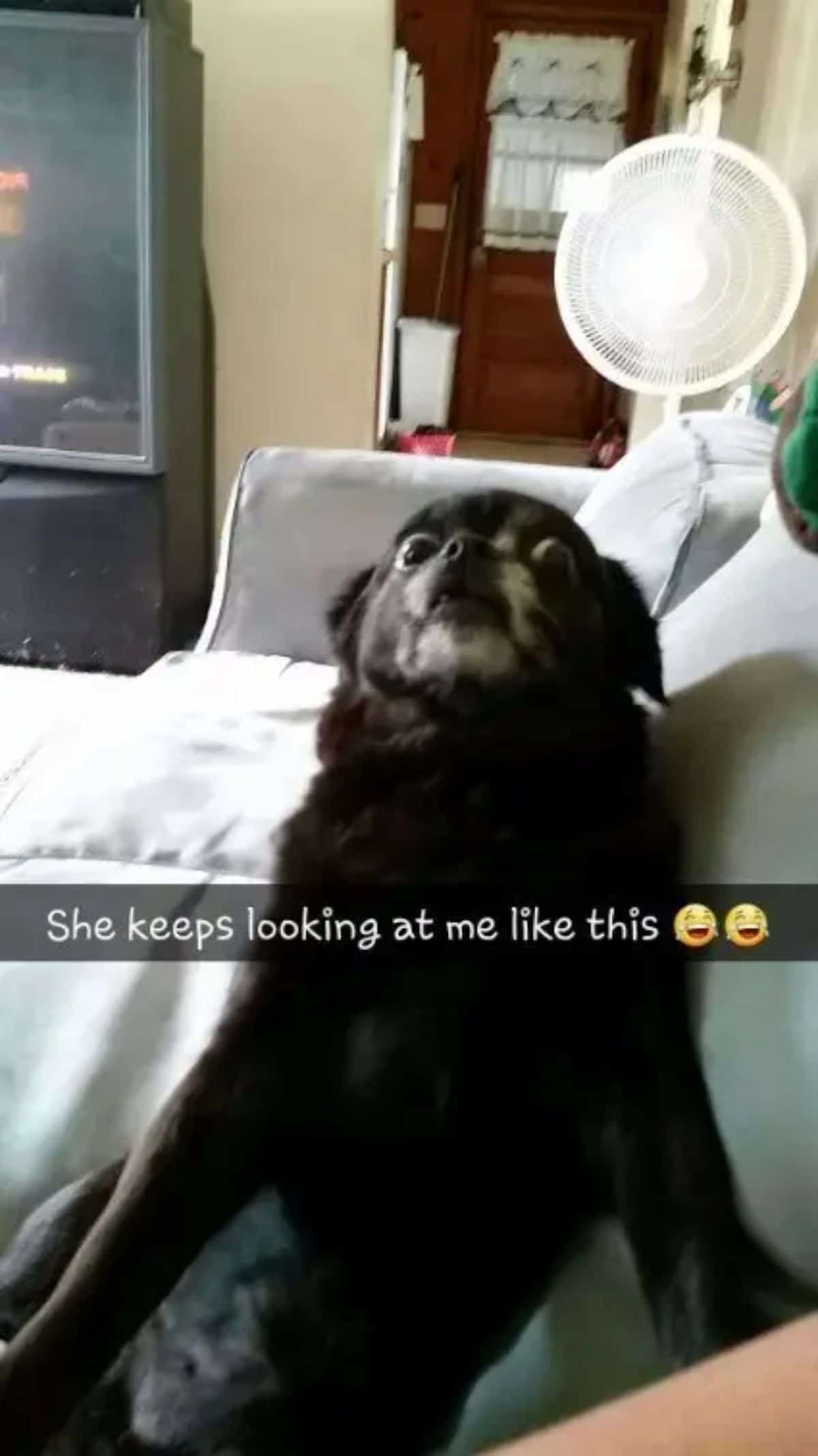 black and white dog sitting on white sofa with the head tilted back and eyes widened with a caption saying She keeps looking at me like this and 2 laughing emojis