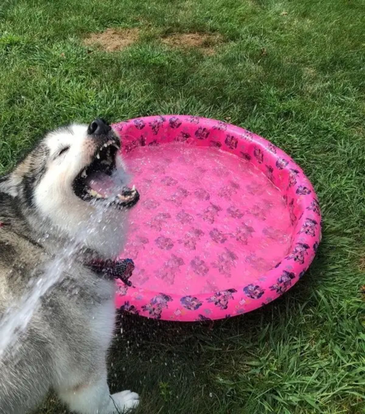 black and white husky drinking water out of a hose that's being used to fill a pink and black patterned kiddie pool on grass