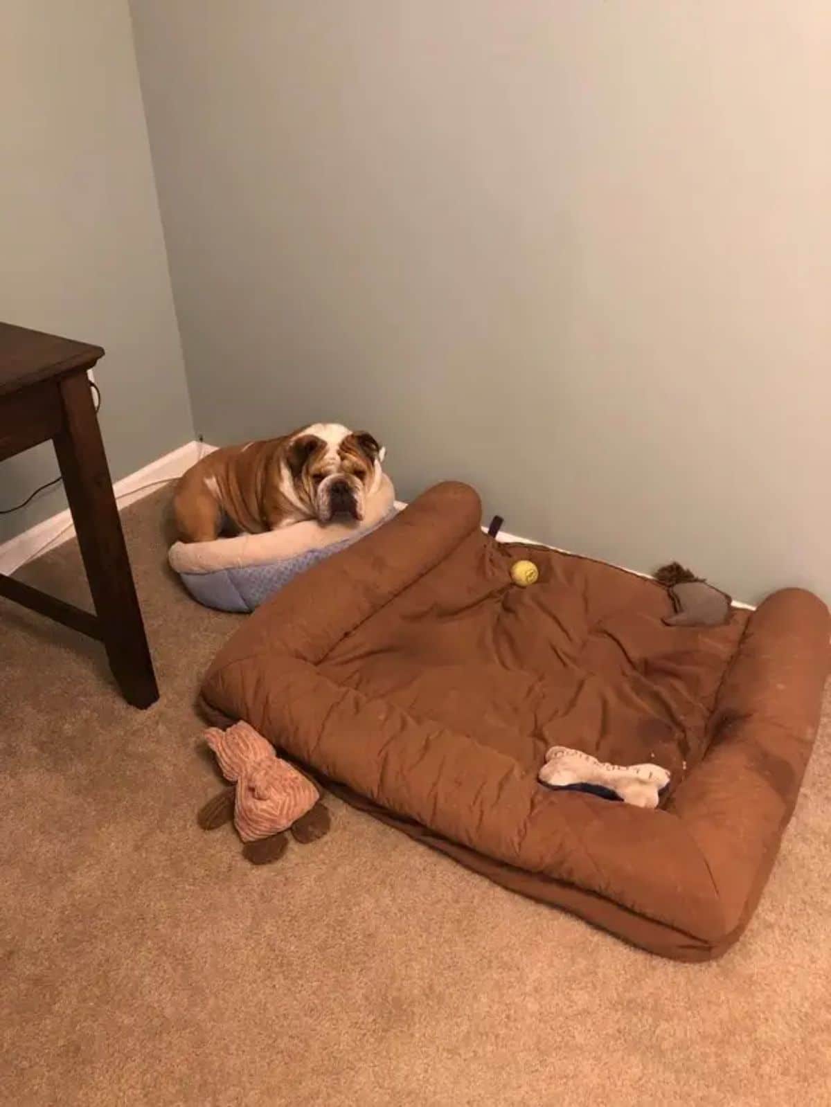 brown and white bulldog laying in a small blue and white dog bed next to a large brown dog bed with toys in and around the large dog bed