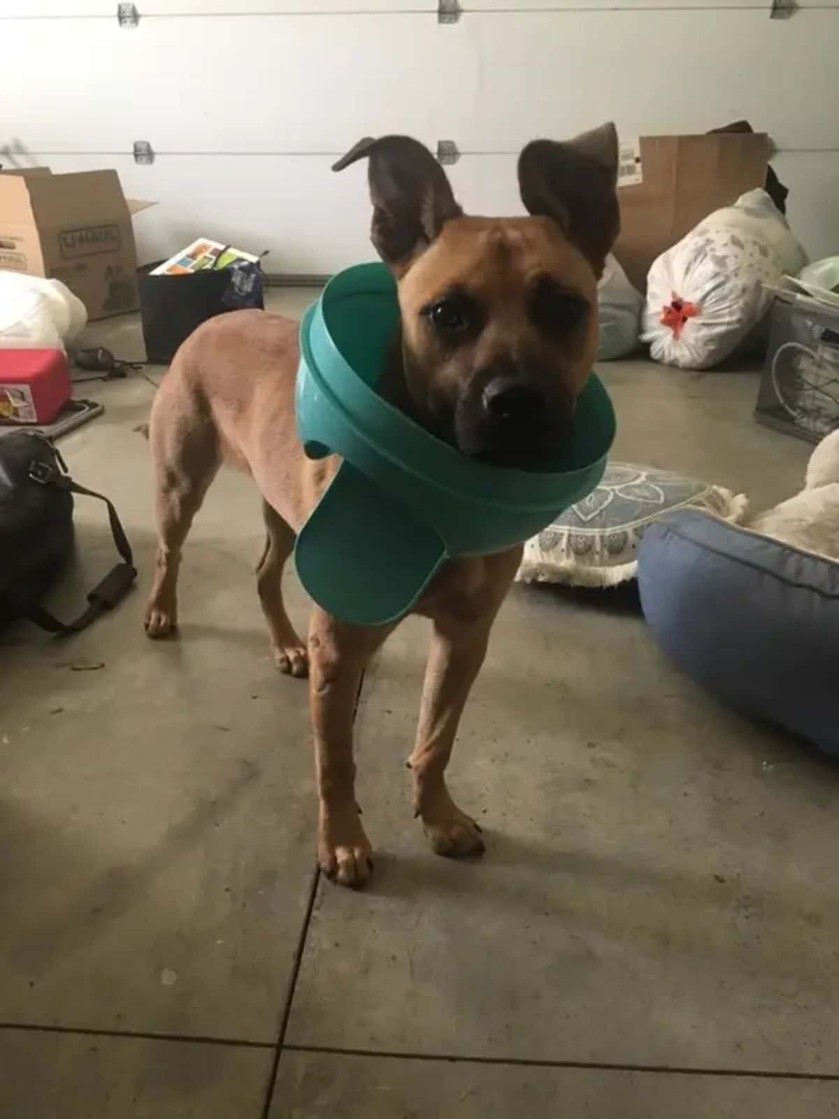 brown dog standing on floor with the green top of a trash can upside down around its neck