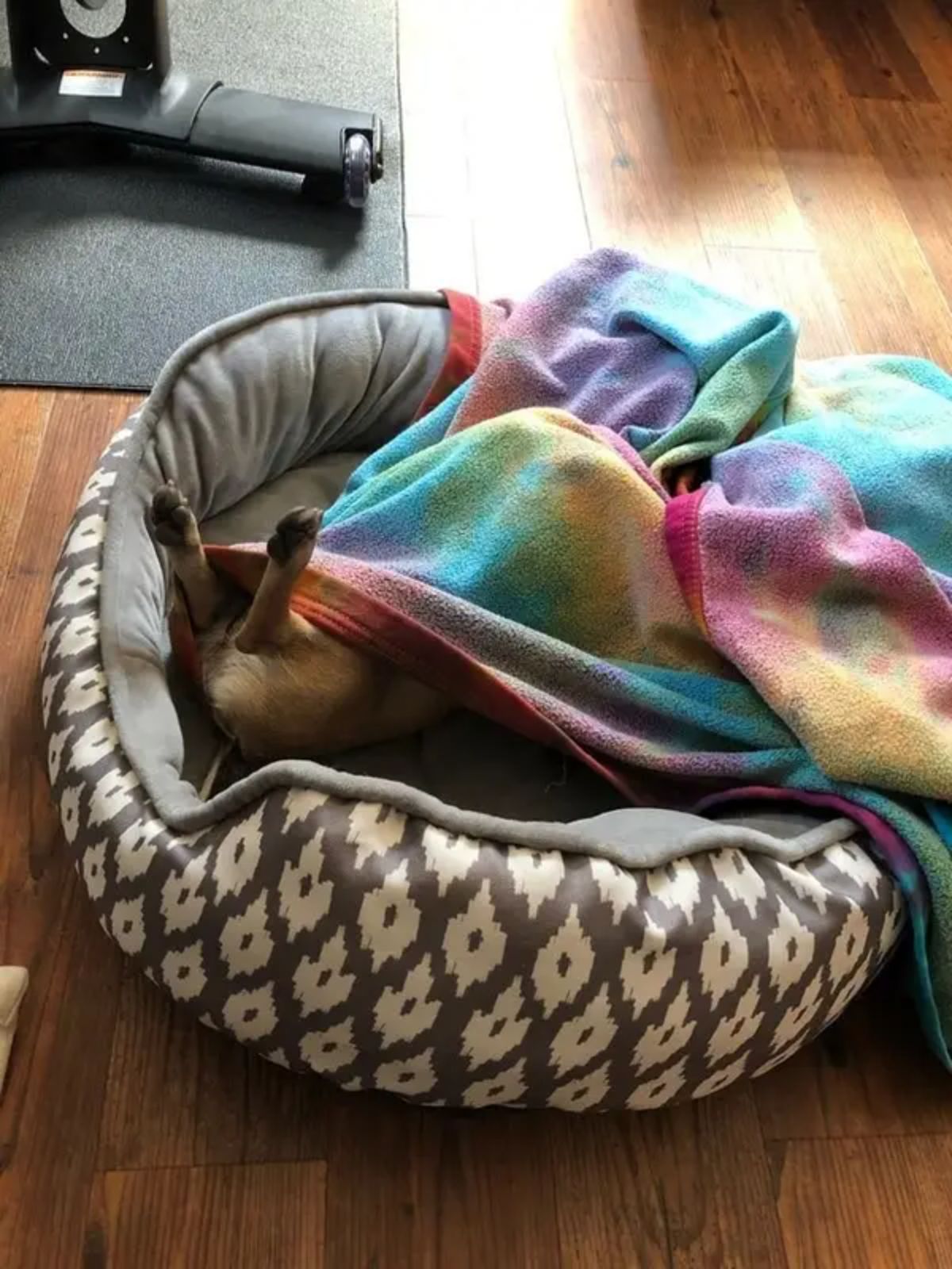 brown dog laying belly up on gre, brown and white patterned dog bed and everything except the back legs are under a rainbow tie dye blanket