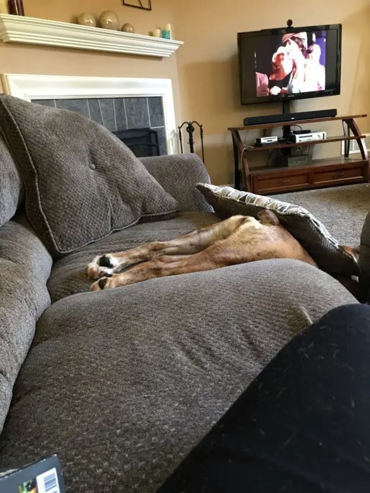 brown dog with a nub tail laying with the back legs on a dark grey sofa with the rest on the floor covered by a cushion