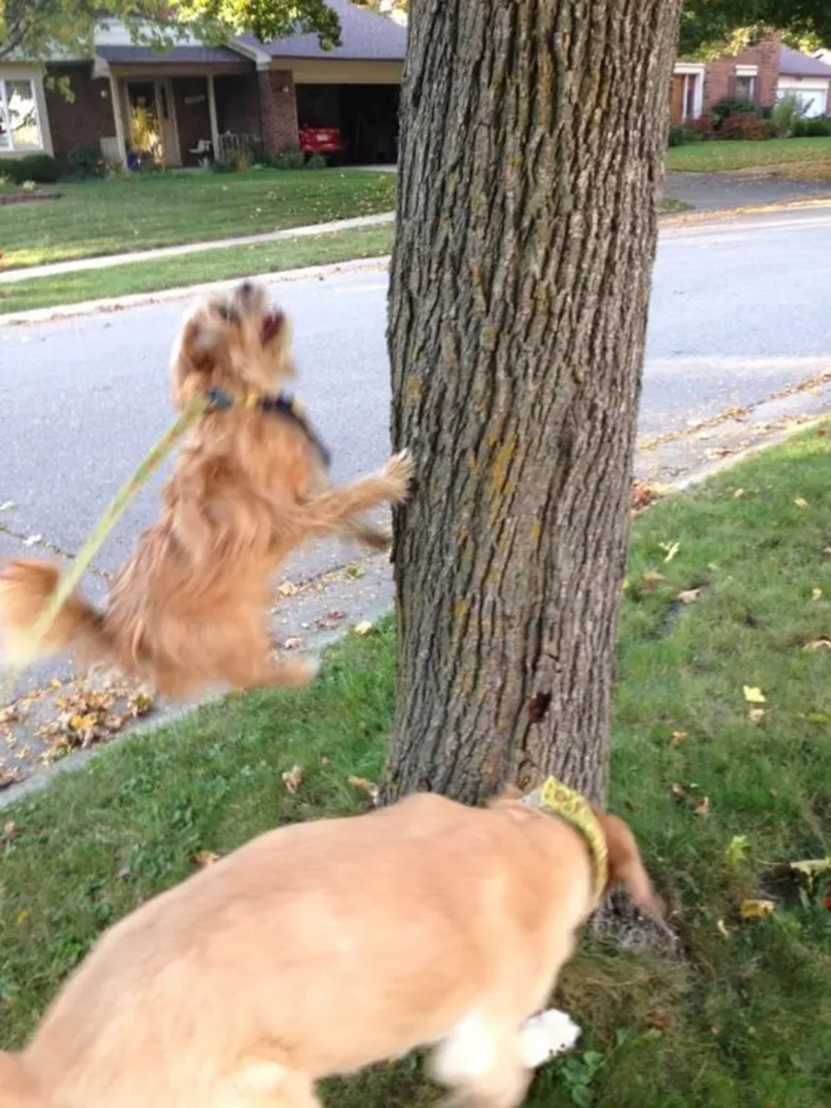 fluffy brown dog on yellow leash running up a tree trunk while another brown dog sniffing the bottom of the tree