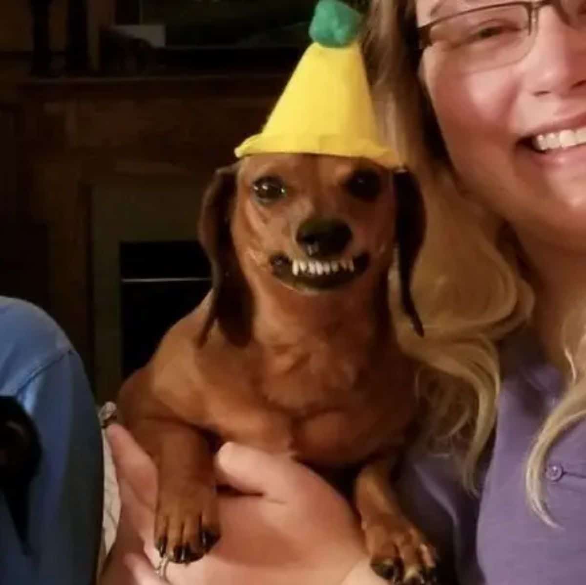 brown dachshund wearing a yellow party hat with a green bobble at the top being held by someone and the dog is snarling showing its teeth