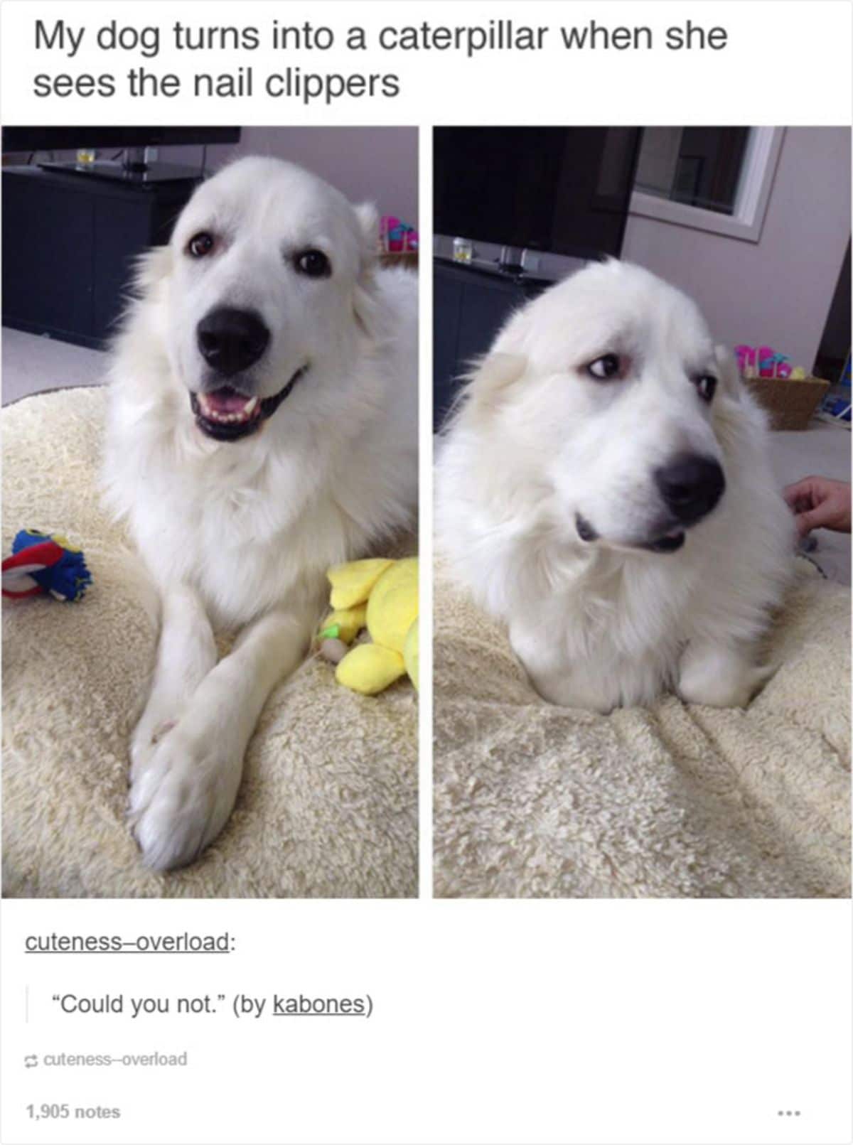 1 photo of a fluffy white dog laying on a white dog bed smiling and looking worried in the 2nd photo