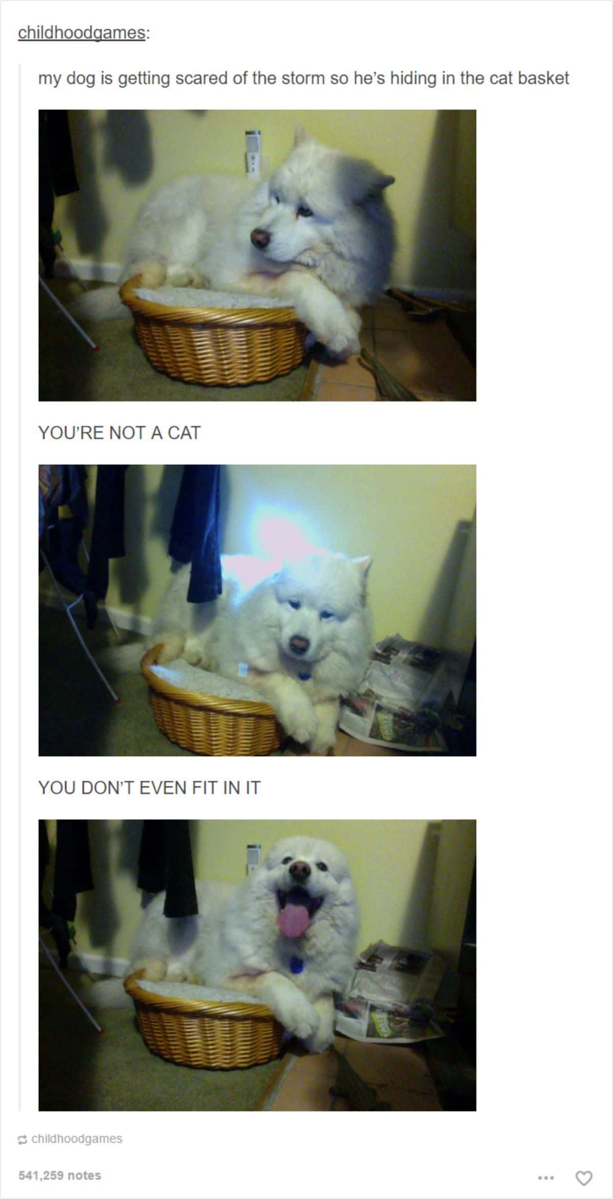 3 photos of a fluffy white dog laying on a cat basket that is too small for it