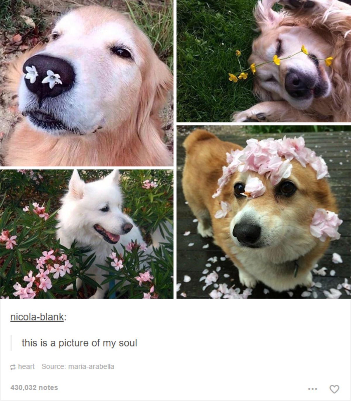 2 photos of a golden retriever, 1 fluffy white dog and 1 brown and white corgi with flowers on and around them