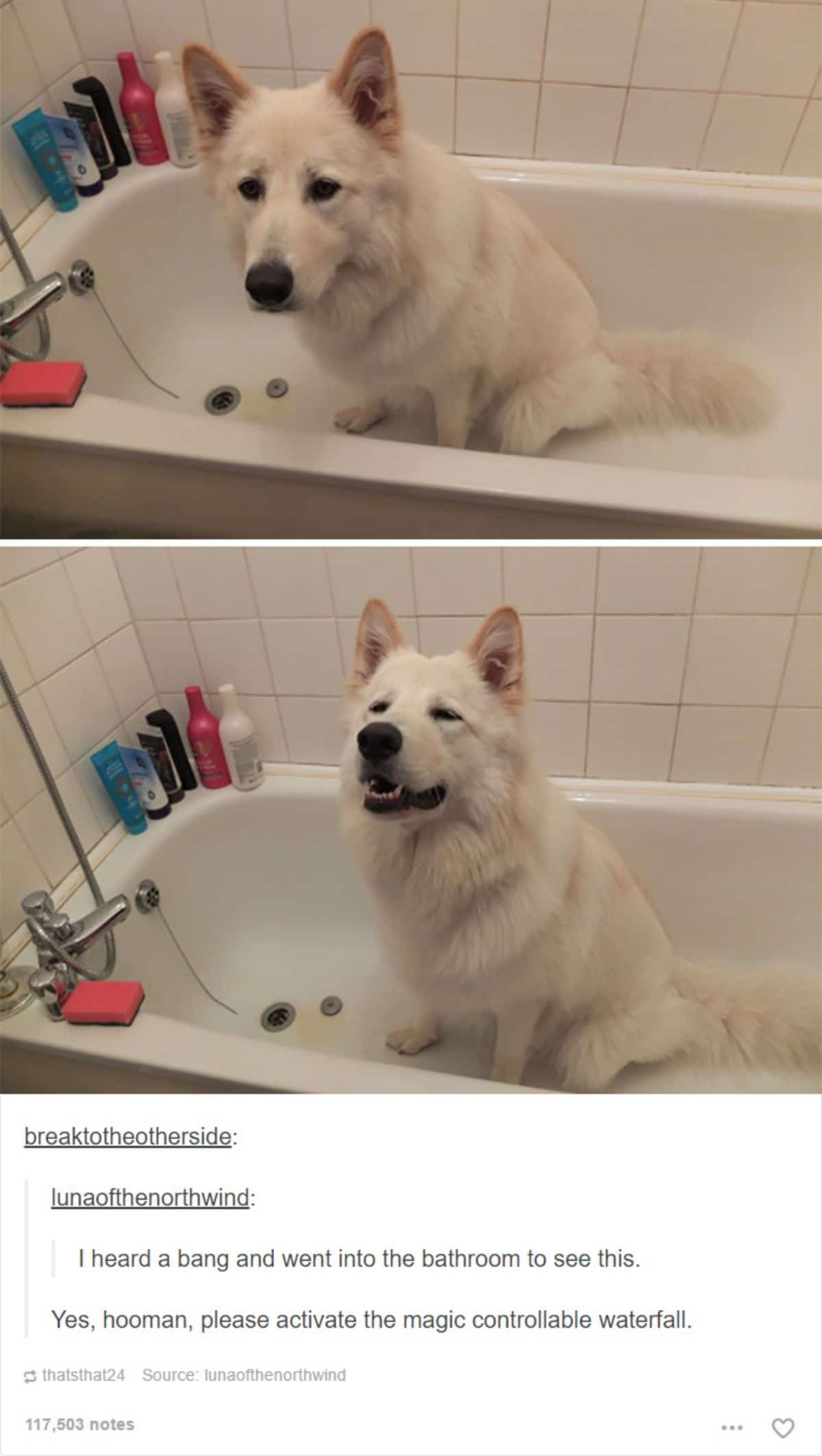 2 photos of a fluffy white dog in a white bathtub