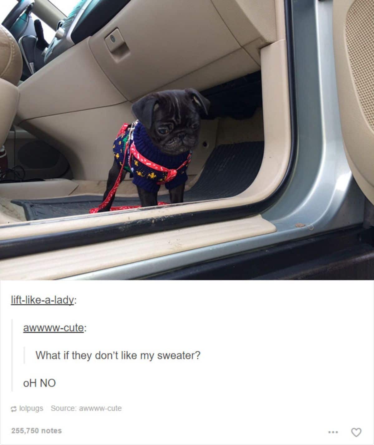 black pug on the floor of a car wearing blue bandana and red leash looking out of the open car door