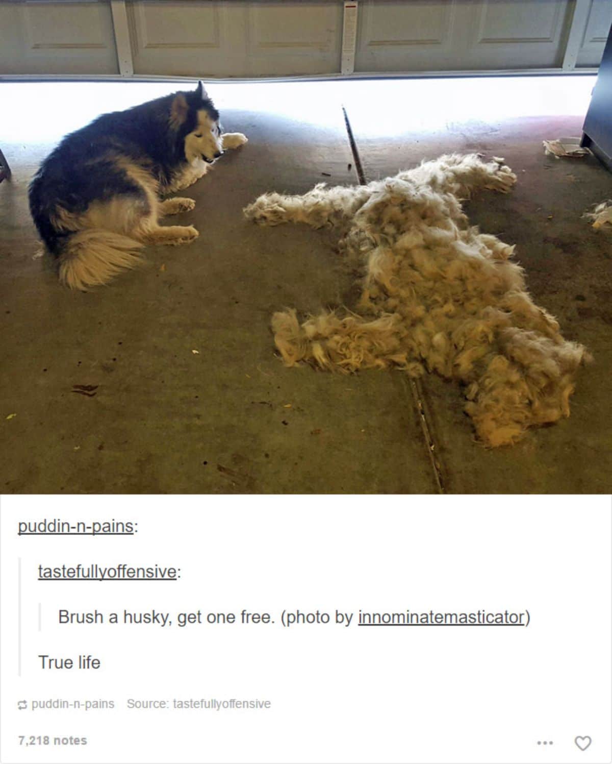 black and white husky on the floor in a garage next to a pile of dog fur arranged in the shape of a dog