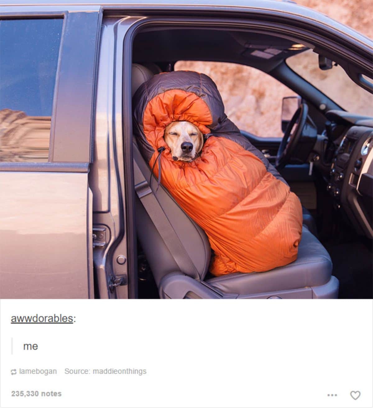 brown and white dog sitting in a car seat wrapped up in an orange and grey sleeping bag