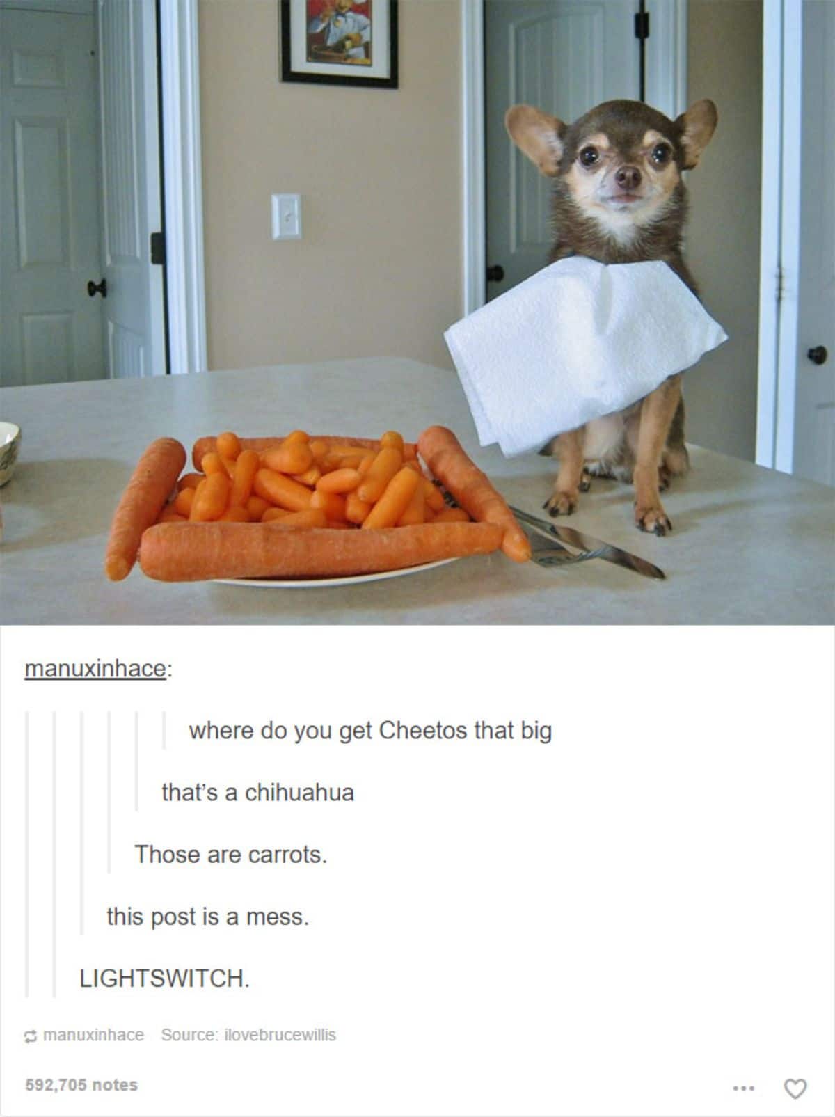 brown and white chihuahua with a tissue attached to the collar sitting on a table next to a plate full of carrots and a silver fork and knife