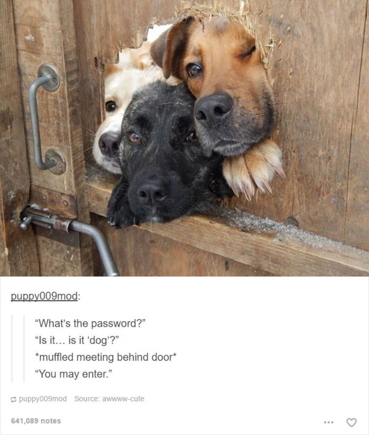 brown dog, black dog and white and brown dog sticking their faces through a hole in a wooden door