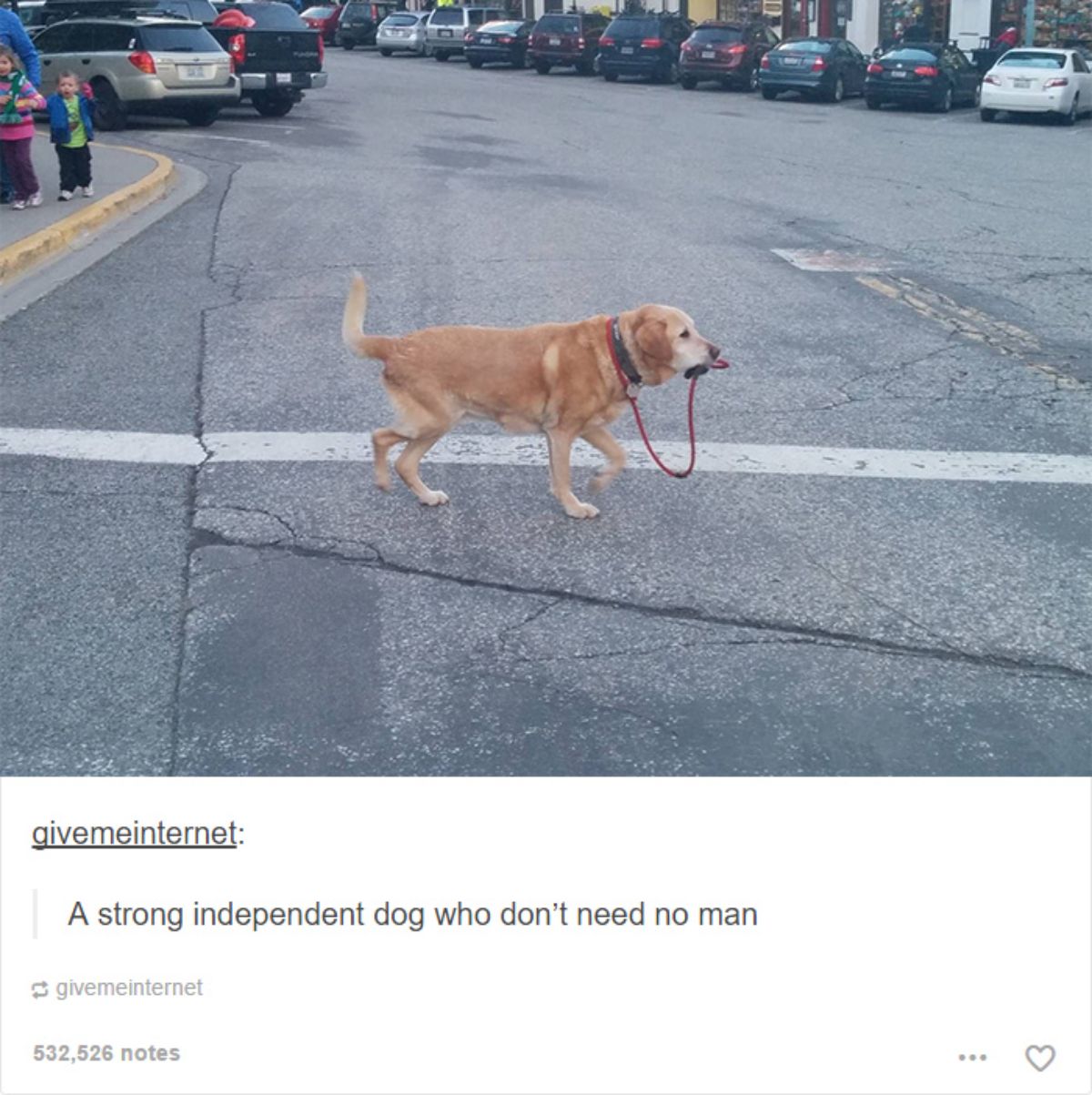 brown dog walking on a road holding its own red leash