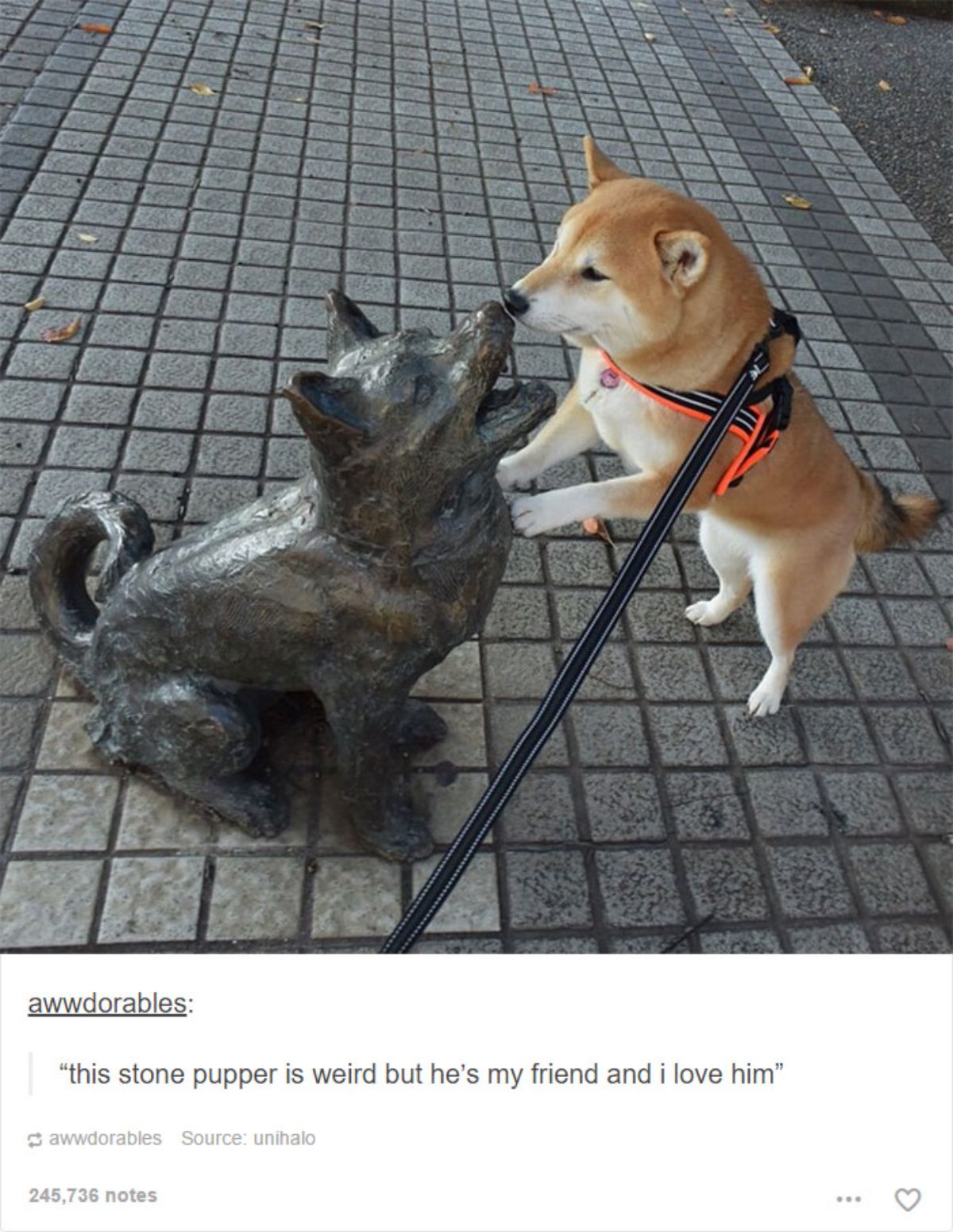 brown and white shiba inu on hind legs sniffing a black dog statue on the floor