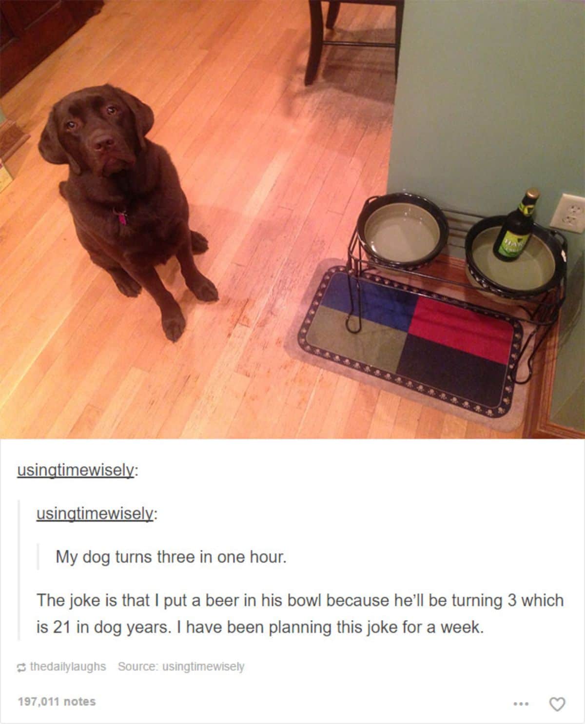 chocolate labrador retriever sitting down next to its empty food bowl and a bowl with a green bottle of beer in it