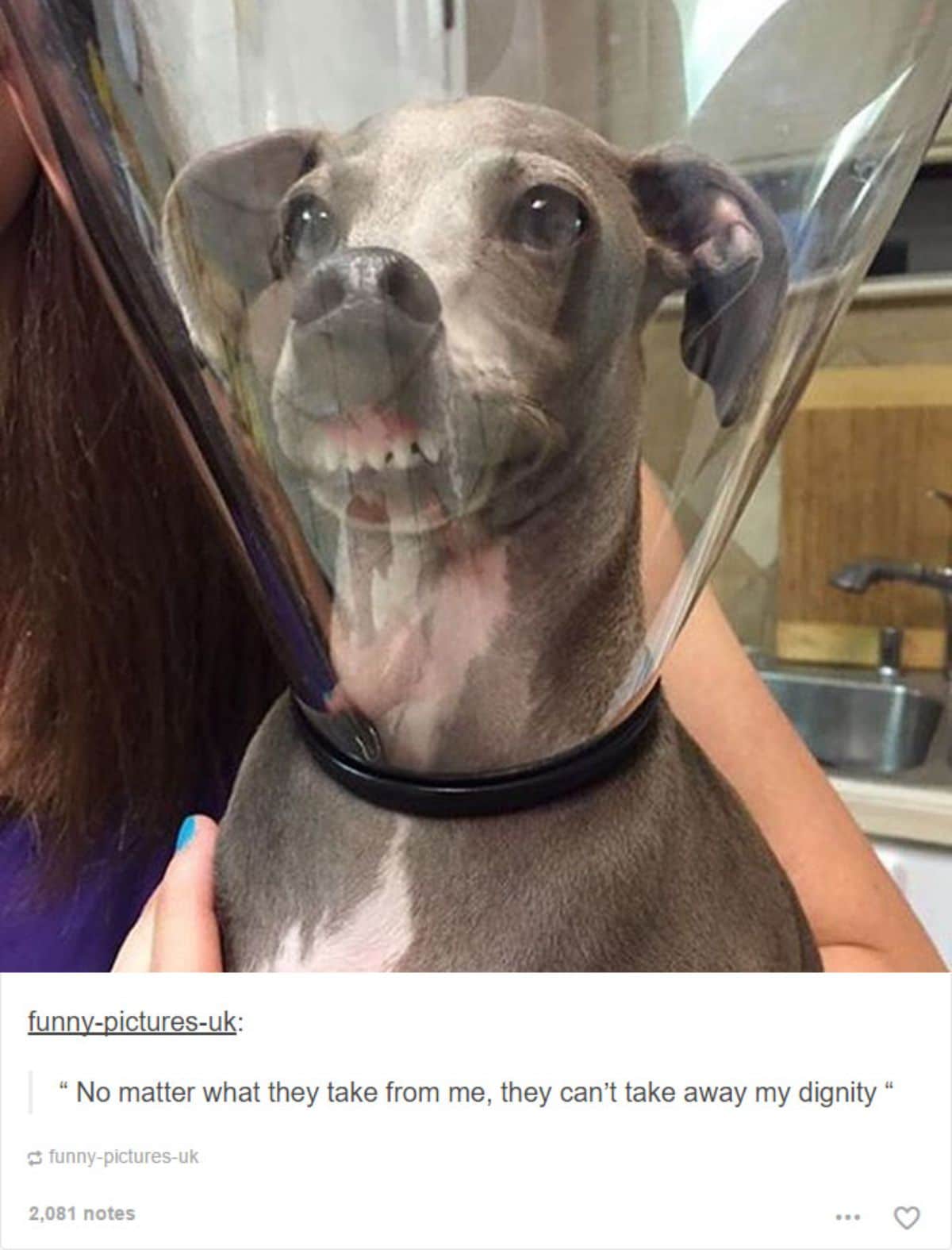 grey and white italian greyhound with a plastic elizabethan cone on and the lip has lifted to show the teeth