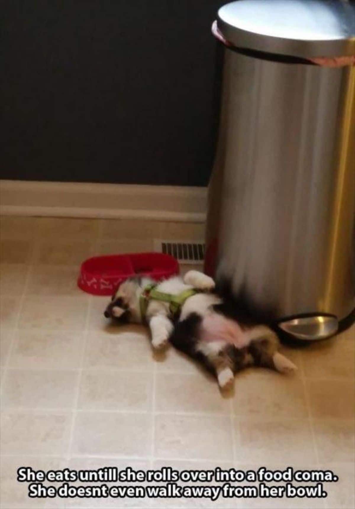 black and white puppy wearing yellow harness laying belly up next to a silver trashcan and red water bowl