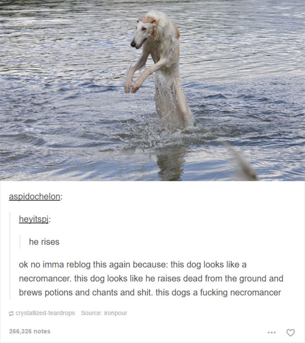 white and brown greyhound launching out of the water with a hunched back