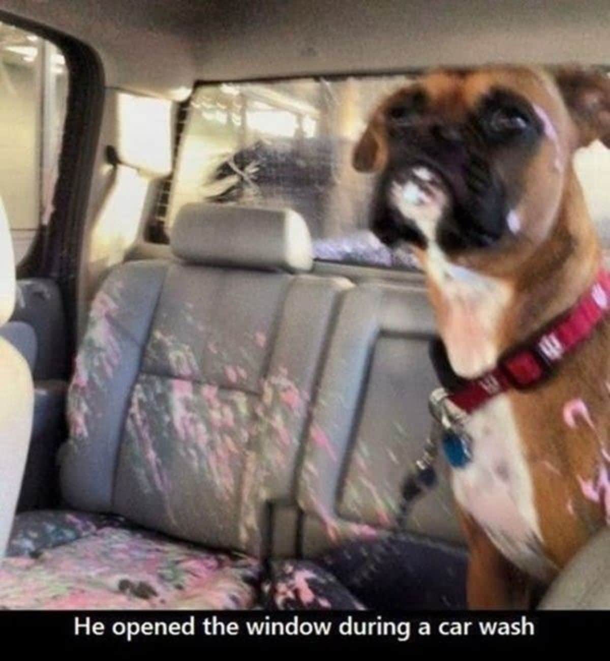 brown and white boxer sitting upright in the backseat of a vehicle with pink and white soapy foam inside the car and on the dog