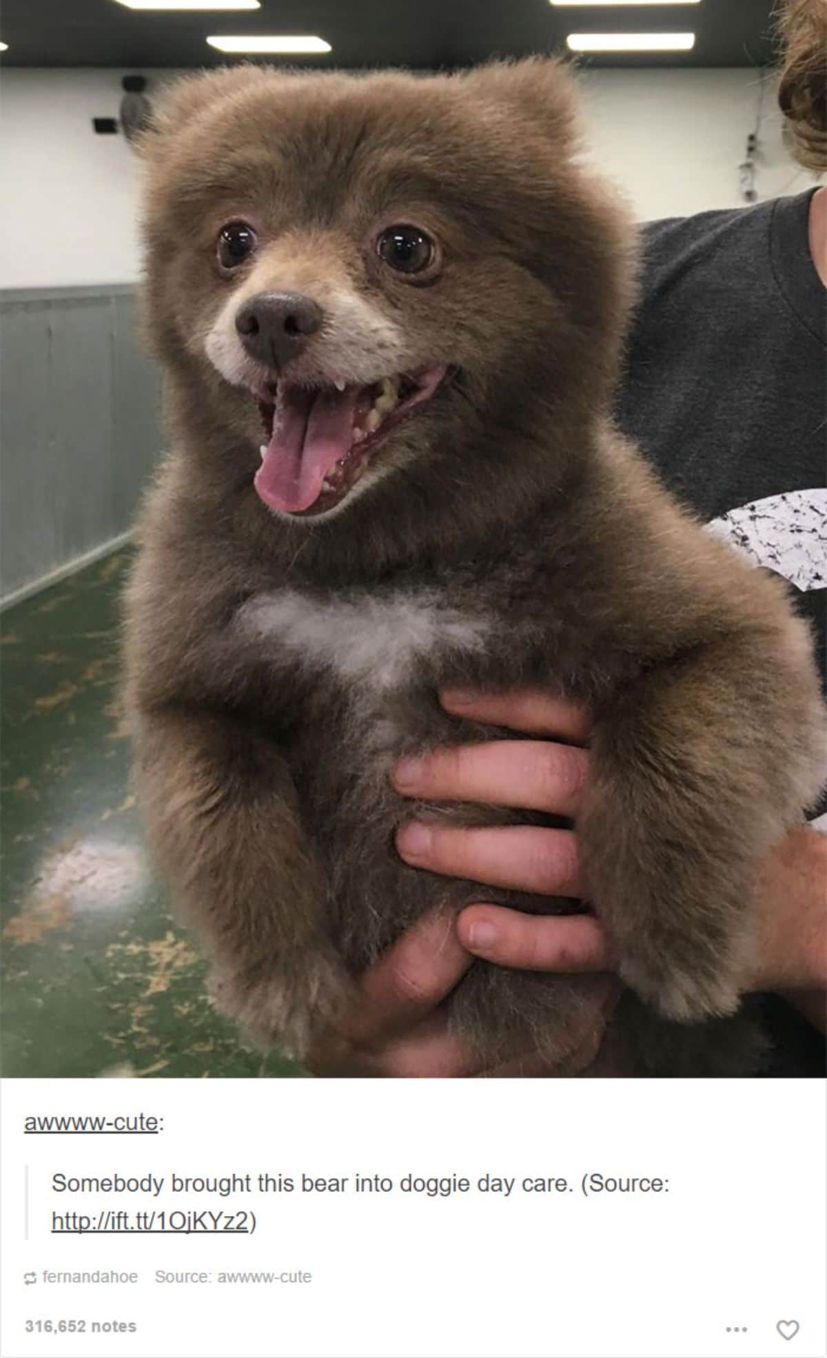 brown and white fluffy puppy which looks like a baby bear