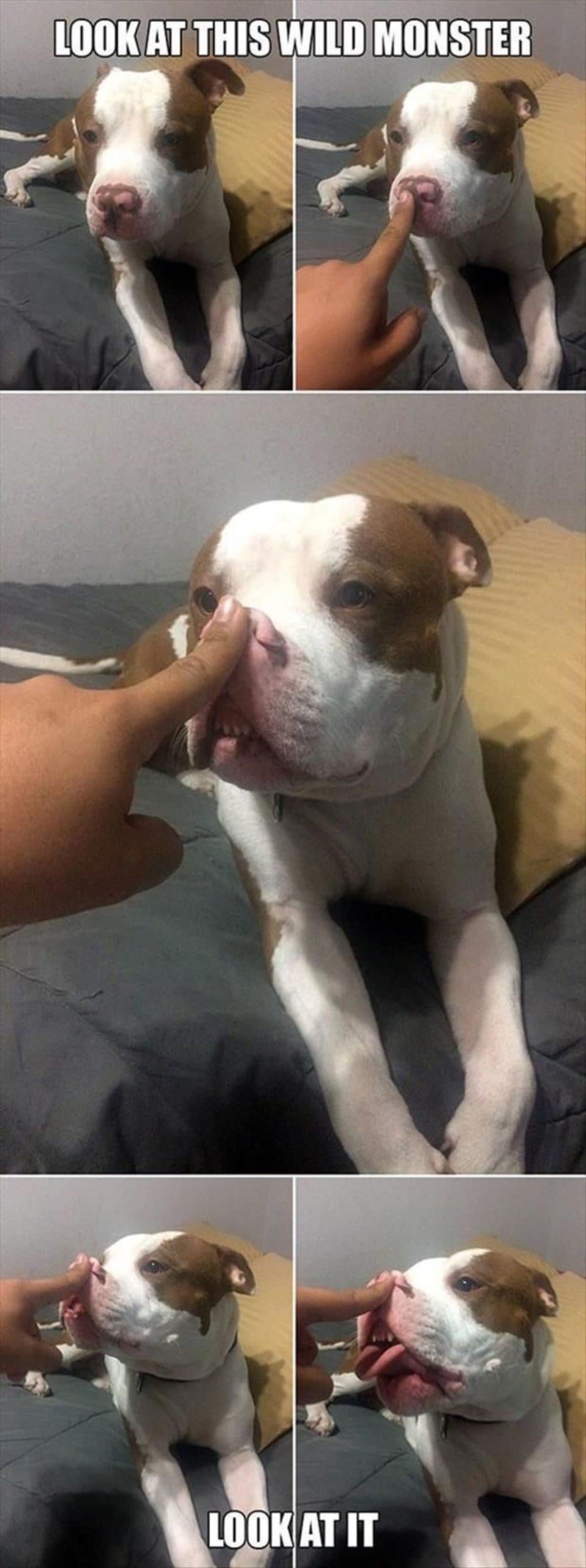 5 photos of someone putting an index finger on a white and brown pitbull's nose and moving the nose up