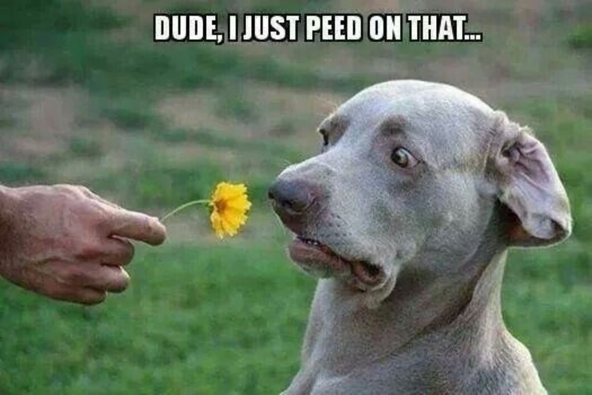 someone holding a yellow sunflower to a grey dog and the dog is recoiling from it