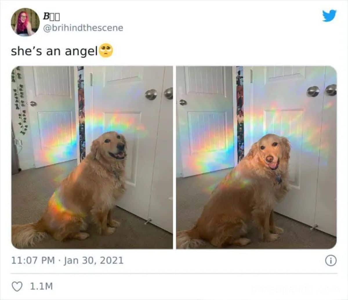 2 photos of a golden retriever sitting next to a white door with a rainbow holo light on and behind her with a caption saying she's an angel