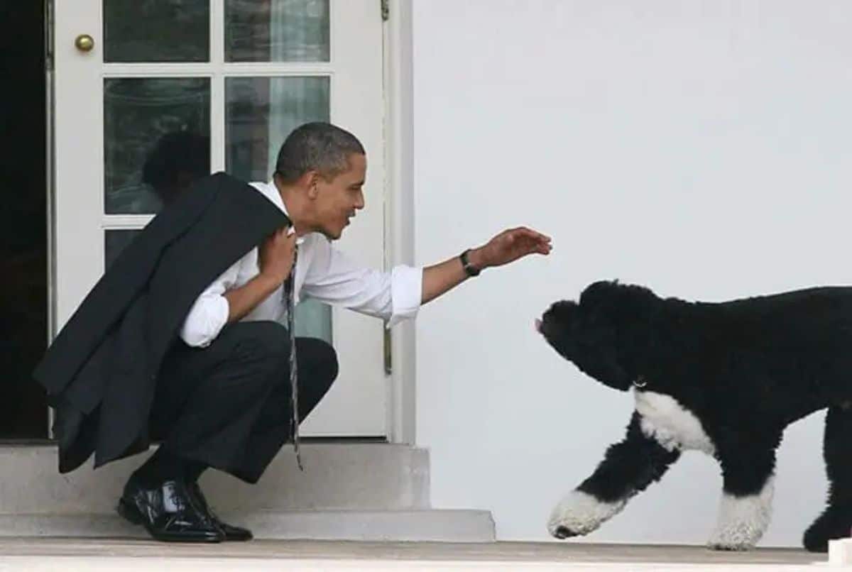 black and white fluffy dog with tongue sticking out walking towards president obama who has his hand out to pet the dog