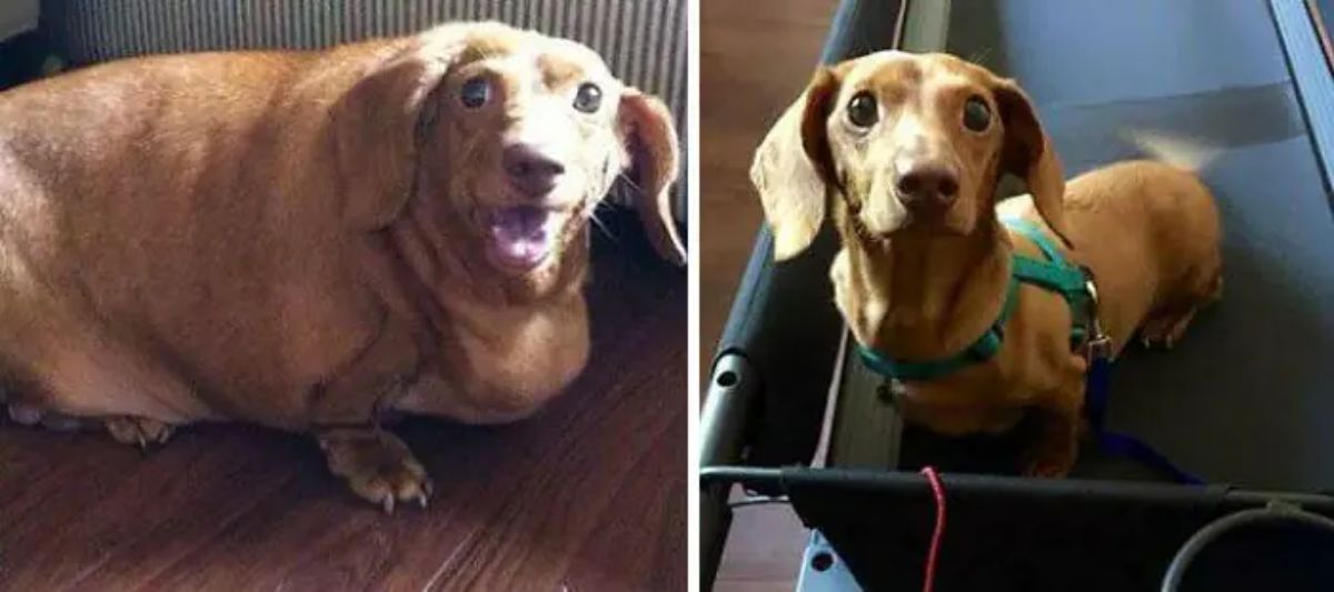 1 photo of an overweight brown dachshund and 1 photo of the same dog who has lost a lot of weight