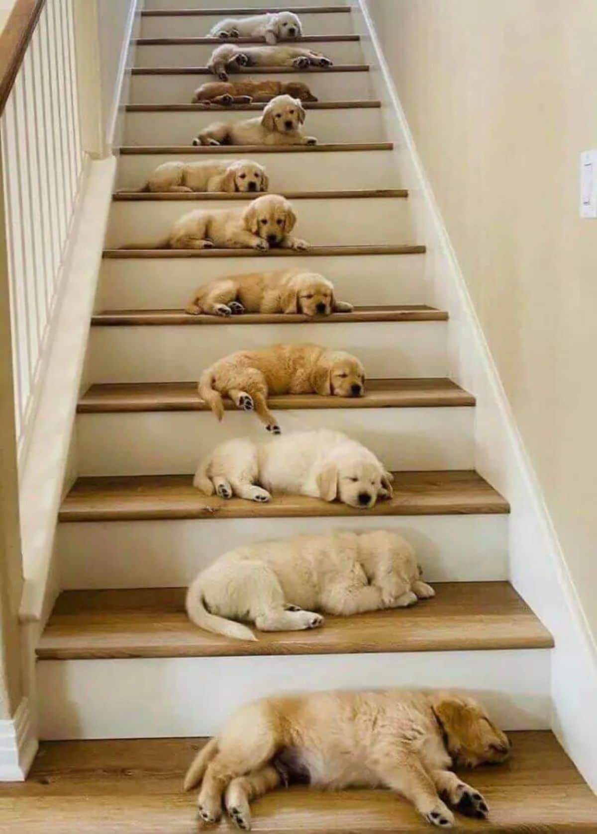 11 golden retriever puppies laying down on stairs with one puppy on one stair