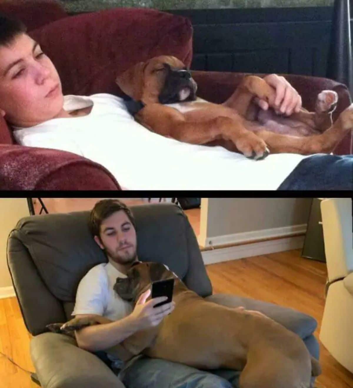 1 photo of boy laying down with brown and white boxer puppy on him and 1 photo of the same pose on brown chair with a man and the dog