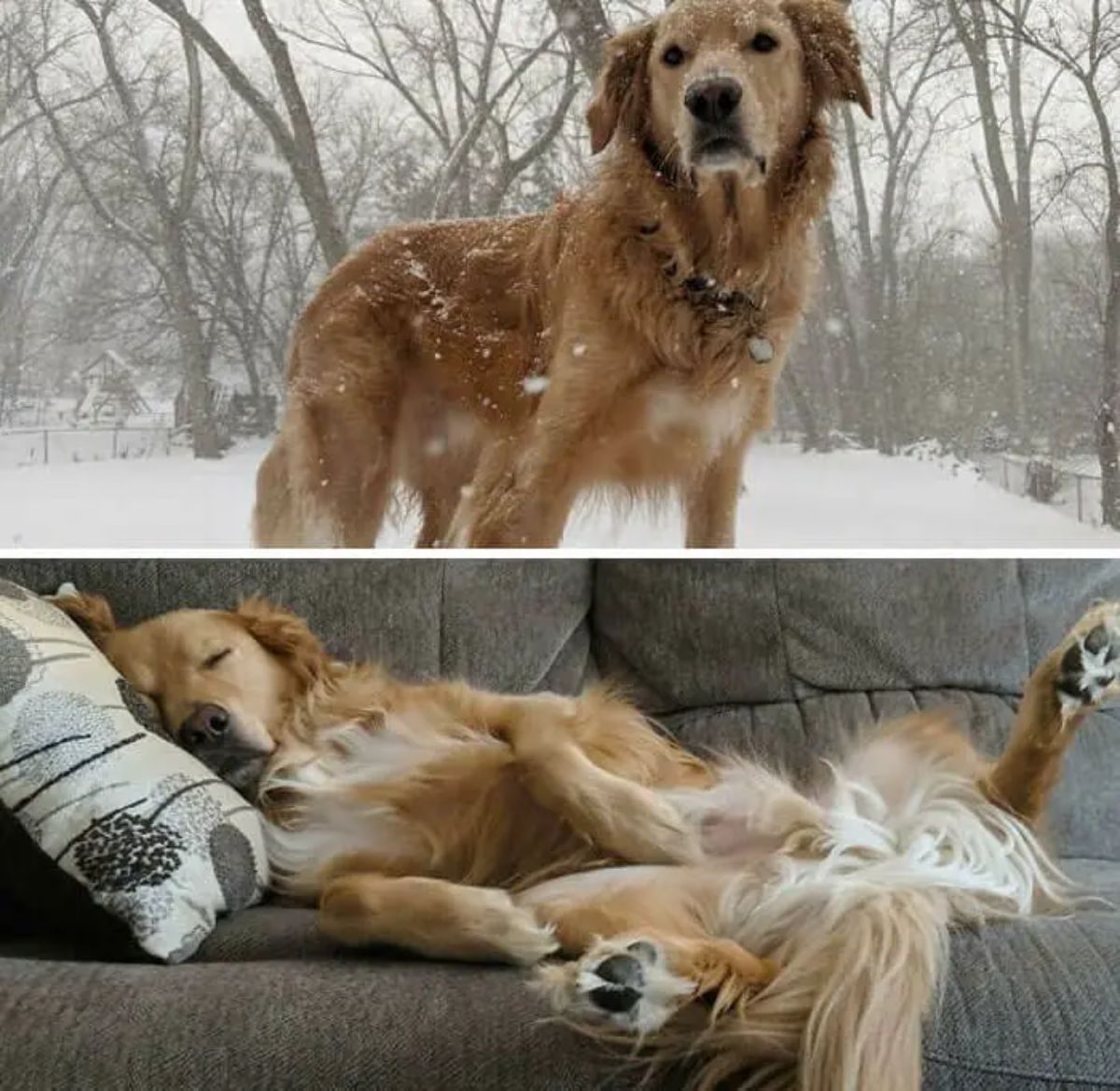 1 photo of a golden retriever standing in the snow and 1 photo of the same dog sleeping laying down on a grey sofa