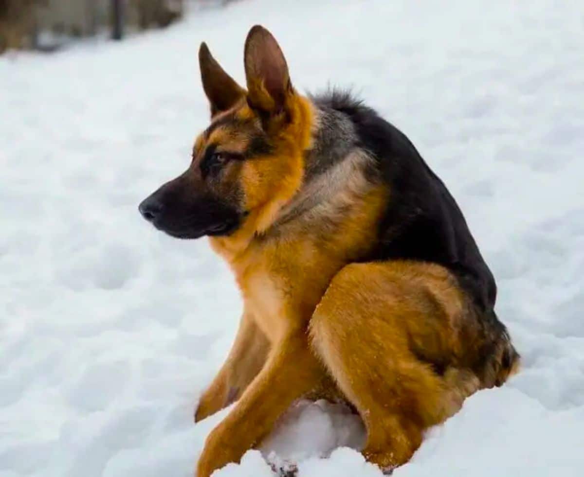 german shepherd with a short spine sitting on snow