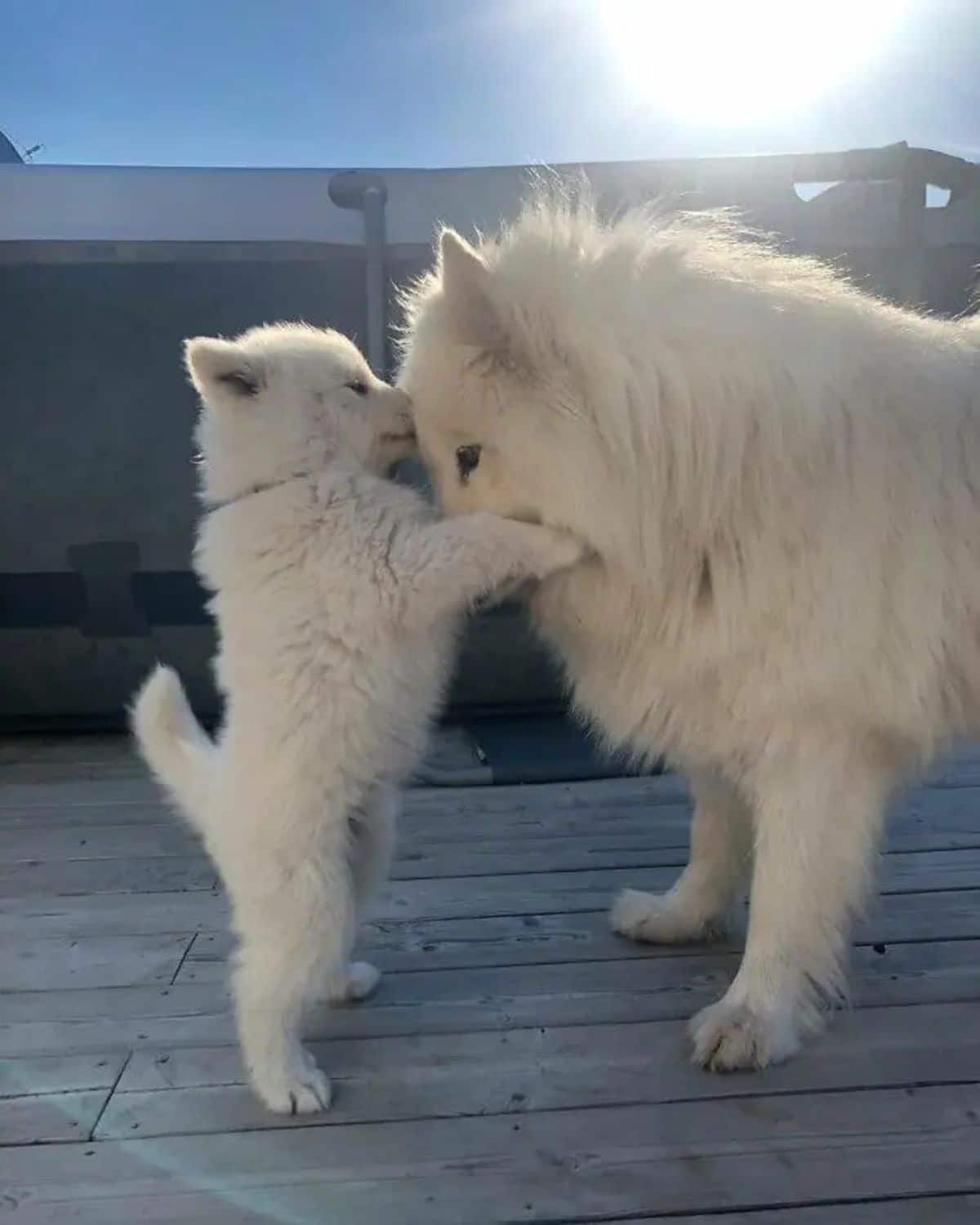 fluffy white puppy on hind legs with its front paws and nose on an adult fluffy white dog