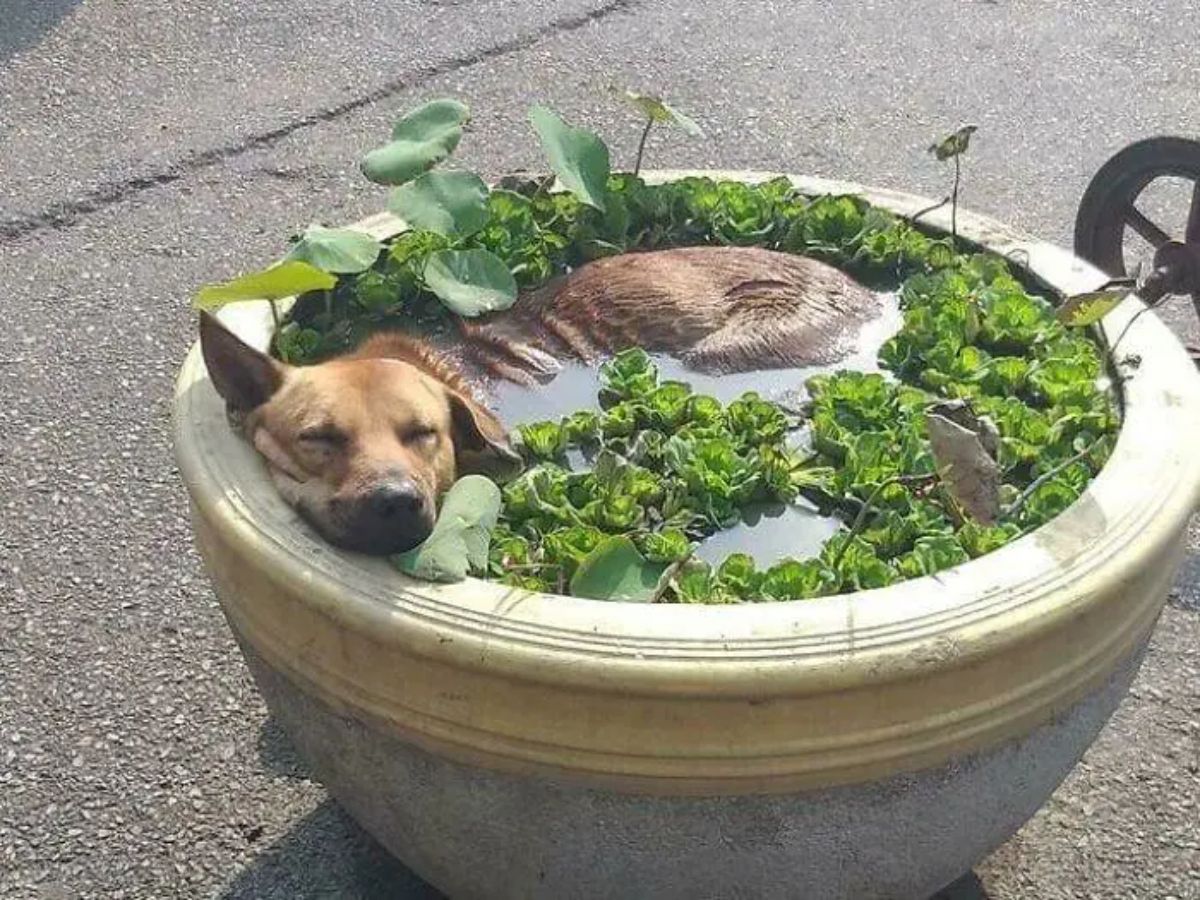brown dog submerged in water inside a large yellow concrete pot with some plants growing in them