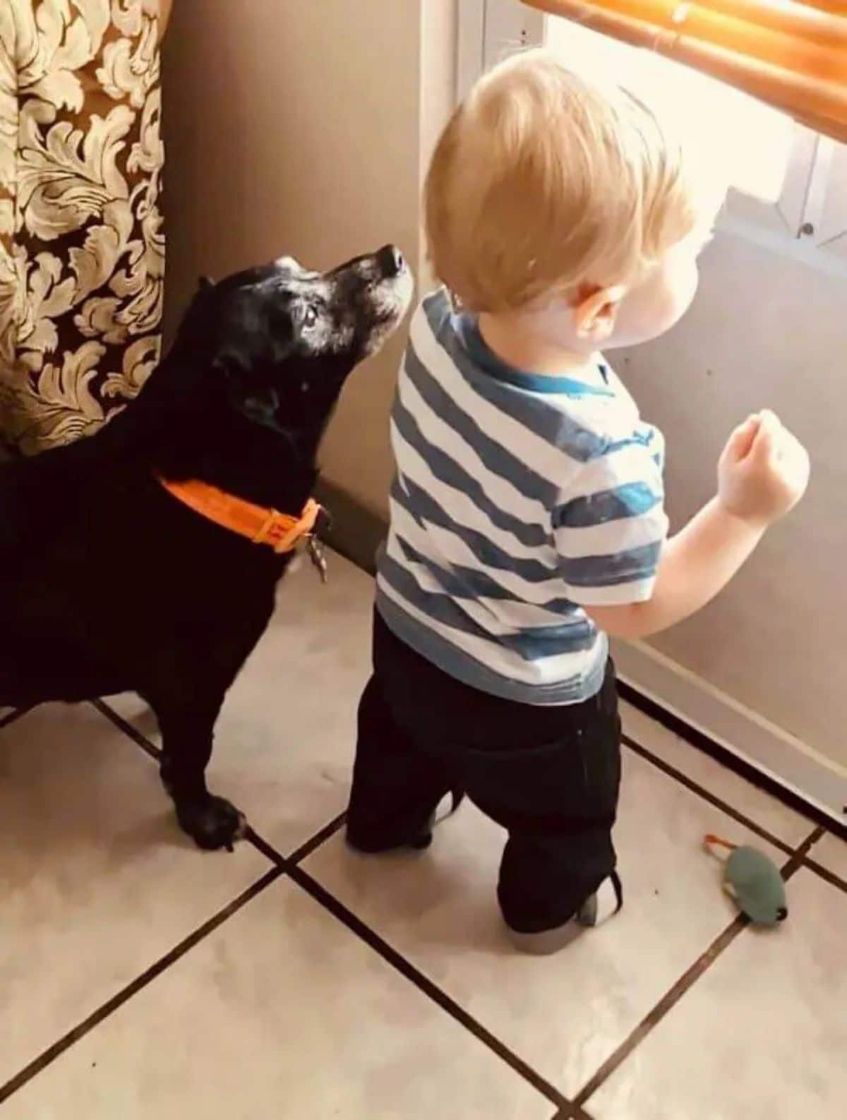 little boy standing at a window looking out next to a an old black dog with an orange collar