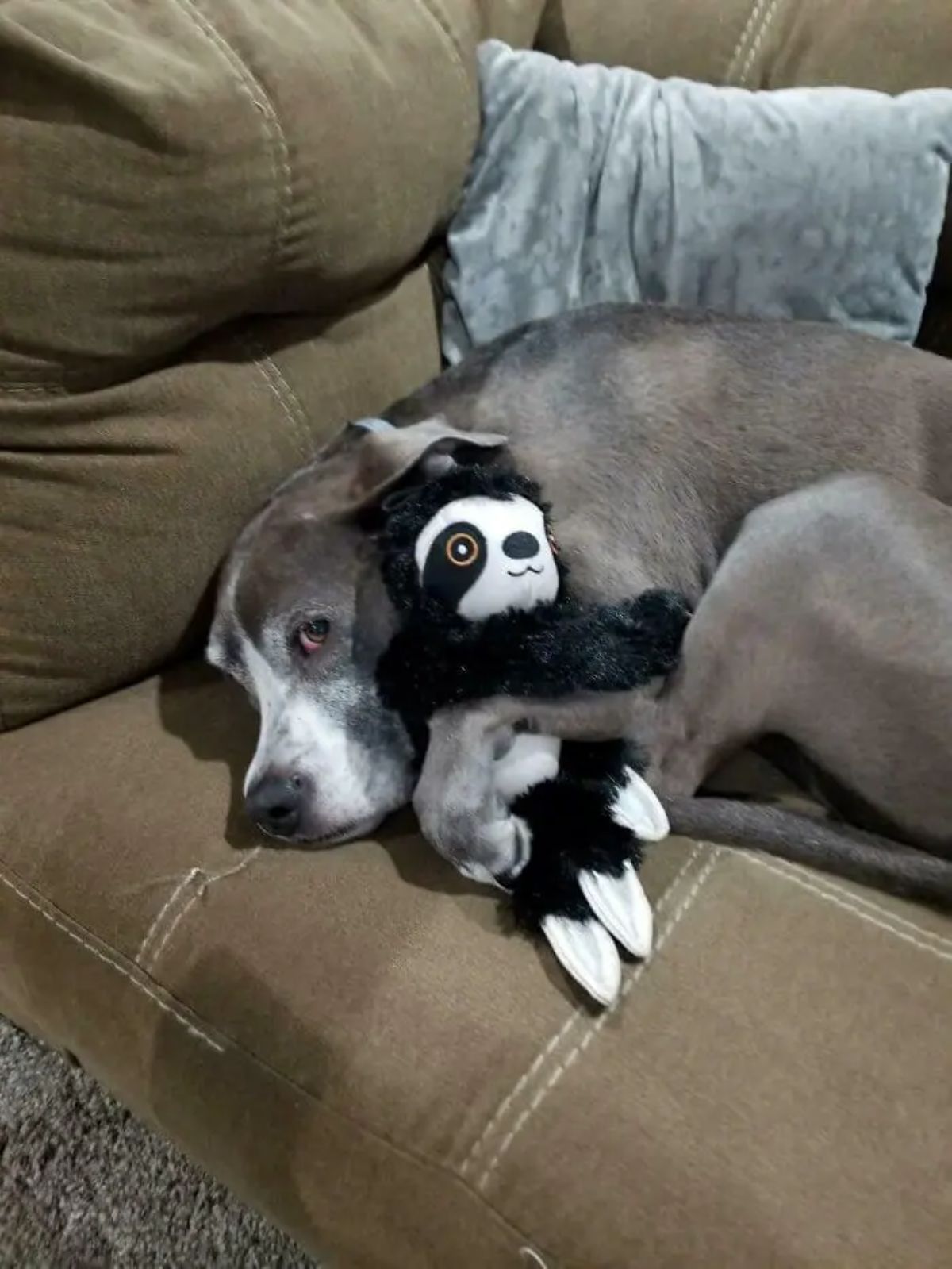 grey and white dog laying sideways on brown sofa hugging a black and white sloth stuffed toy