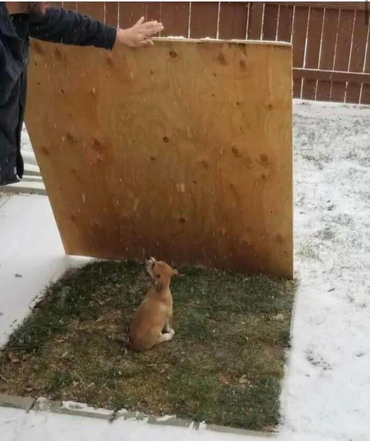 brown chihuahua sitting on a grassy spot in an otherwise snow covered garden with someone holding a large piece of plywood over the dog