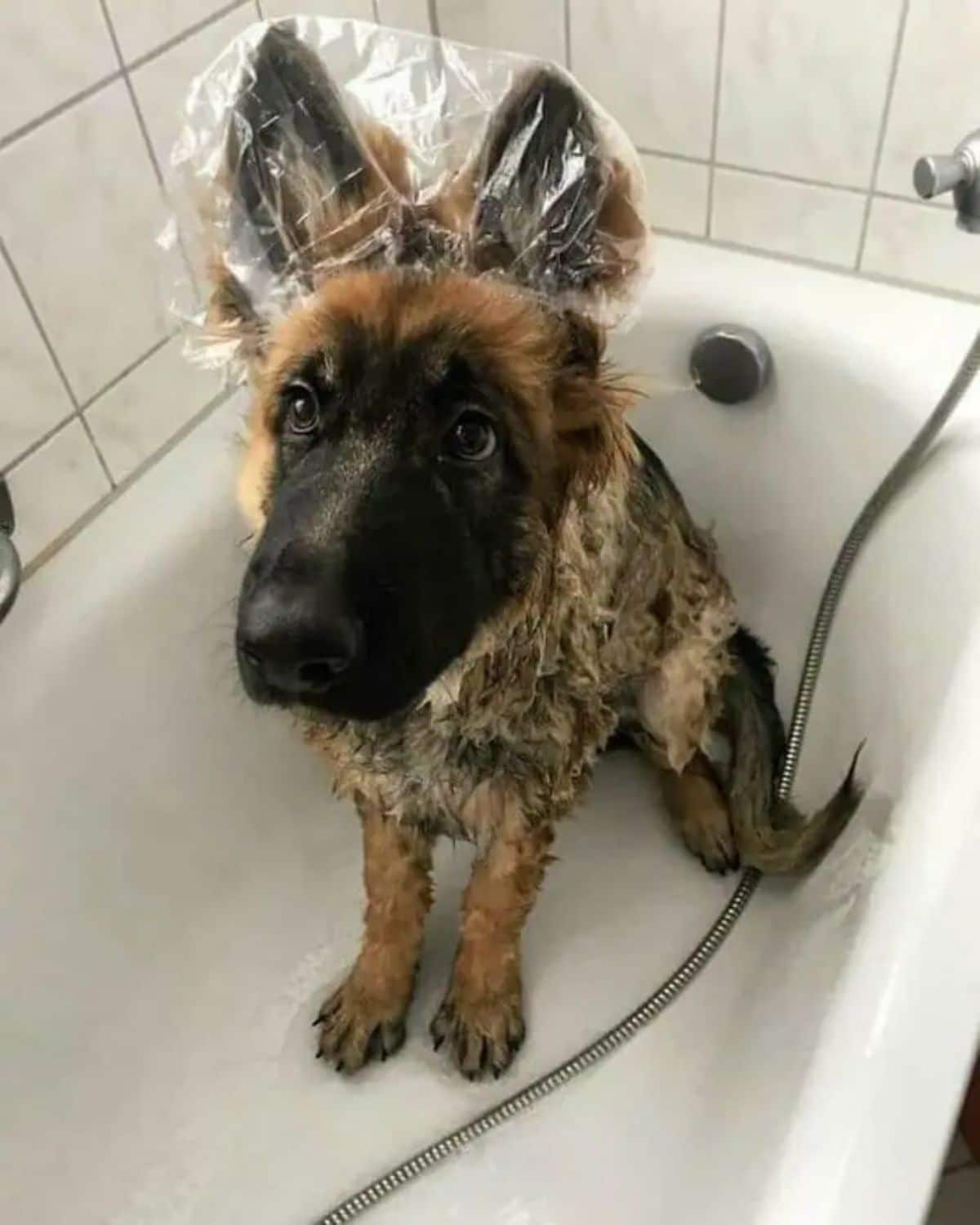 wet german shepherd in a white bathtub with plastic wrapped around its ears
