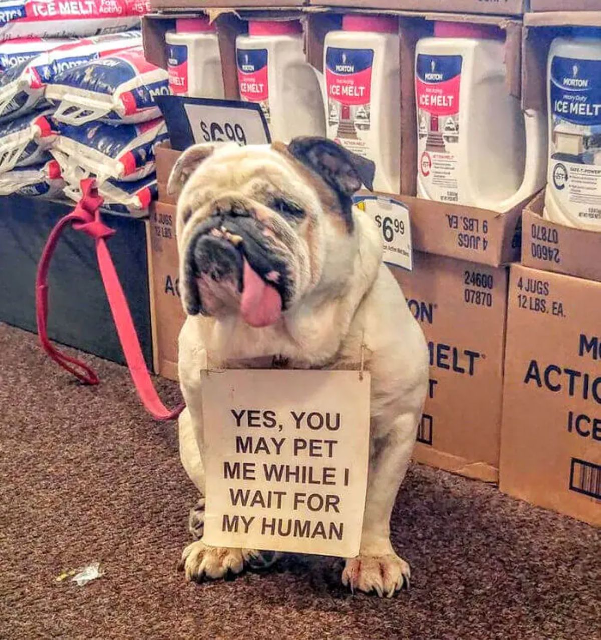 white and brown bulldog with pink leash tied to a sack of flour sitting with a note saying people can the dog while it waits for its human